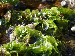 Sea lettuce. Photo by John Turnbull via Flickr (CC BY-NC-SA 2.0)